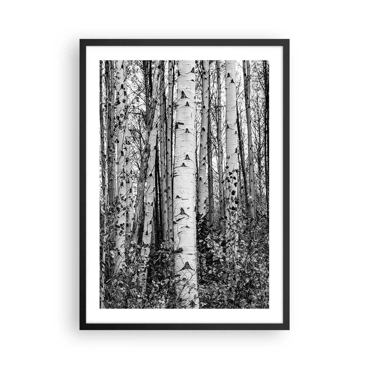 Plakát v černém rámu - Černé a bílé břízy tvoří symetrický les - 50x70cm - Březová kolonáda - Moderní nástěnná dekorace do obývacího pokoje a ložnice ARTTOR