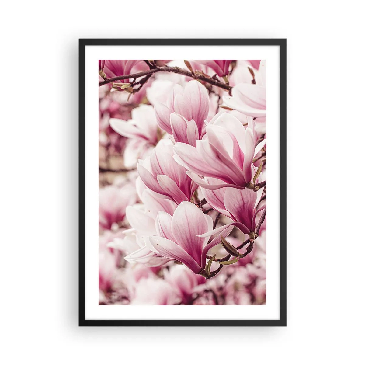Plakát v černém rámu - Romanticky kvetoucí magnólie v jemné růžové - 50x70cm - Jaro je růžové - Moderní nástěnná dekorace do obývacího pokoje a ložnice ARTTOR