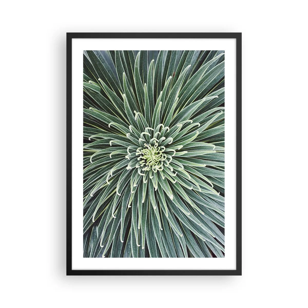 Plakát v černém rámu - Detailní záběr na zelenou rostlinu se symetrickými listy. - 50x70cm - Zrození hvězdy - Moderní nástěnná dekorace do obývacího pokoje a ložnice ARTTOR