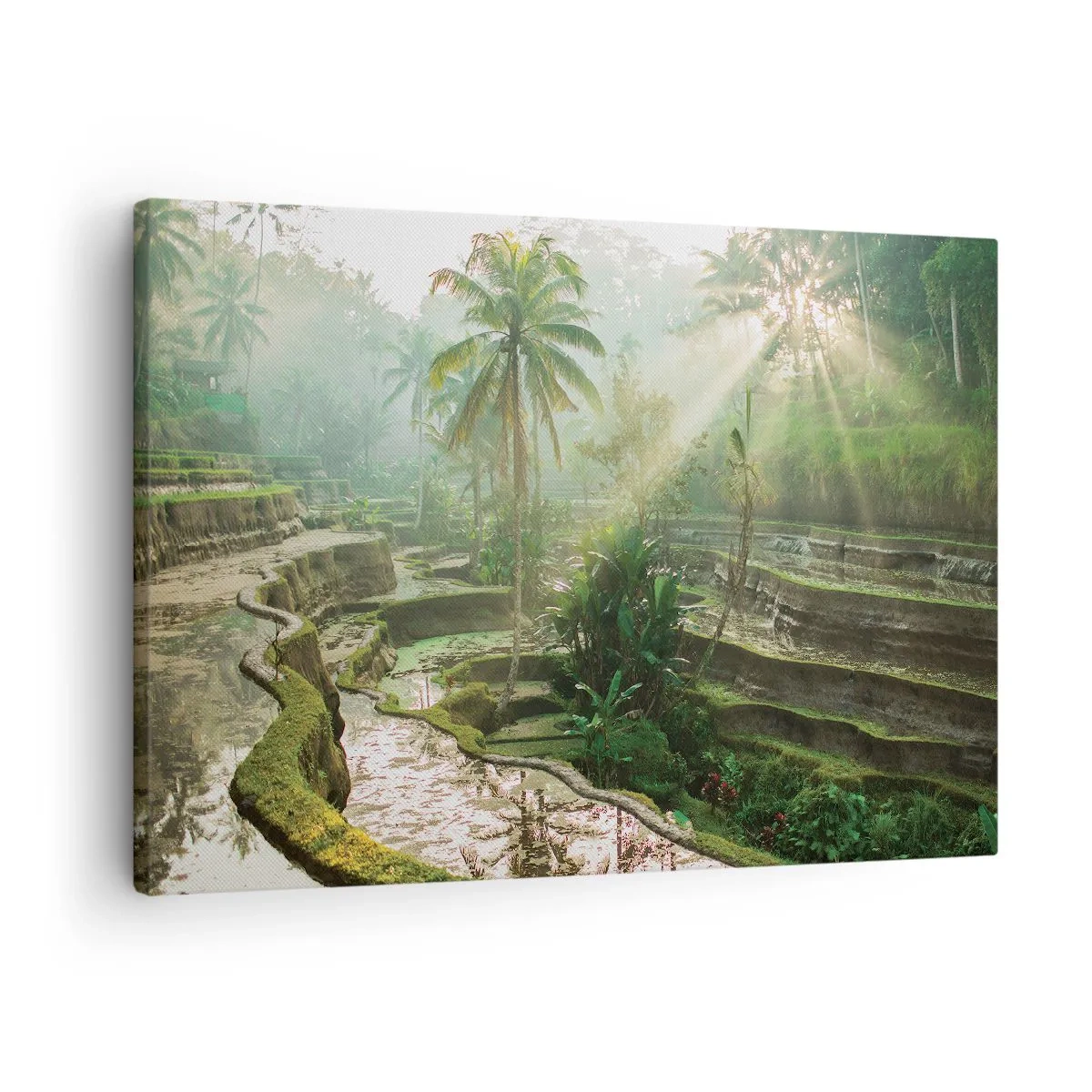 Obraz na plátně - Rýžové terasy s palmami v paprscích slunce - 70x50cm - Vyrůstát na slunci - Moderní nástěnná dekorace do obývacího pokoje a ložnice ARTTOR