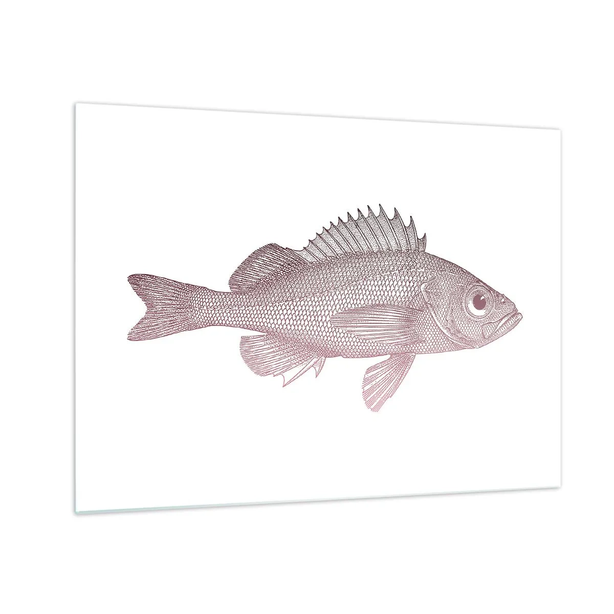 Obraz na skle - Grafika ryby s velkým okem v retro stylu na bílém pozadí - 70x50cm - Ryba s velkýma očima - Moderní nástěnná dekorace do obývacího pokoje a ložnice ARTTOR