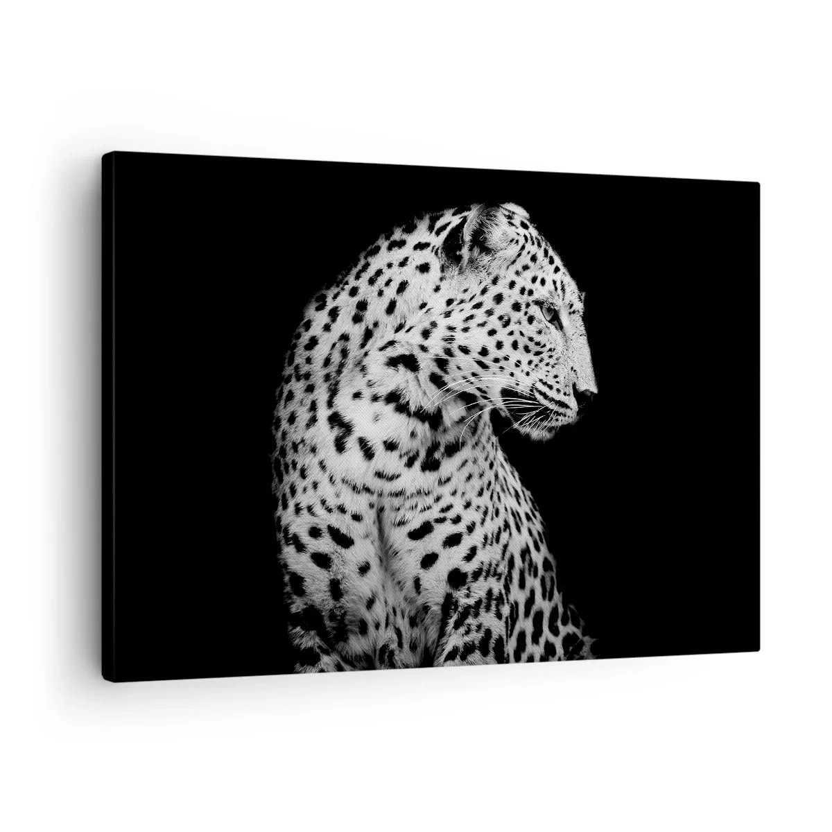 Obraz na plátně - Černobílý obrázek leoparda na černém pozadí - 70x50cm - Pravý profil perfektní! - Moderní nástěnná dekorace do obývacího pokoje a ložnice ARTTOR
