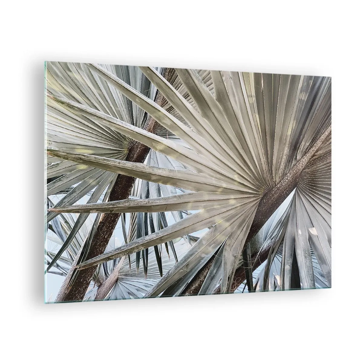 Obraz na skle - Palmové listy za jasného denního světla - 70x50cm - Vějíře v tropech - Moderní nástěnná dekorace do obývacího pokoje a ložnice ARTTOR