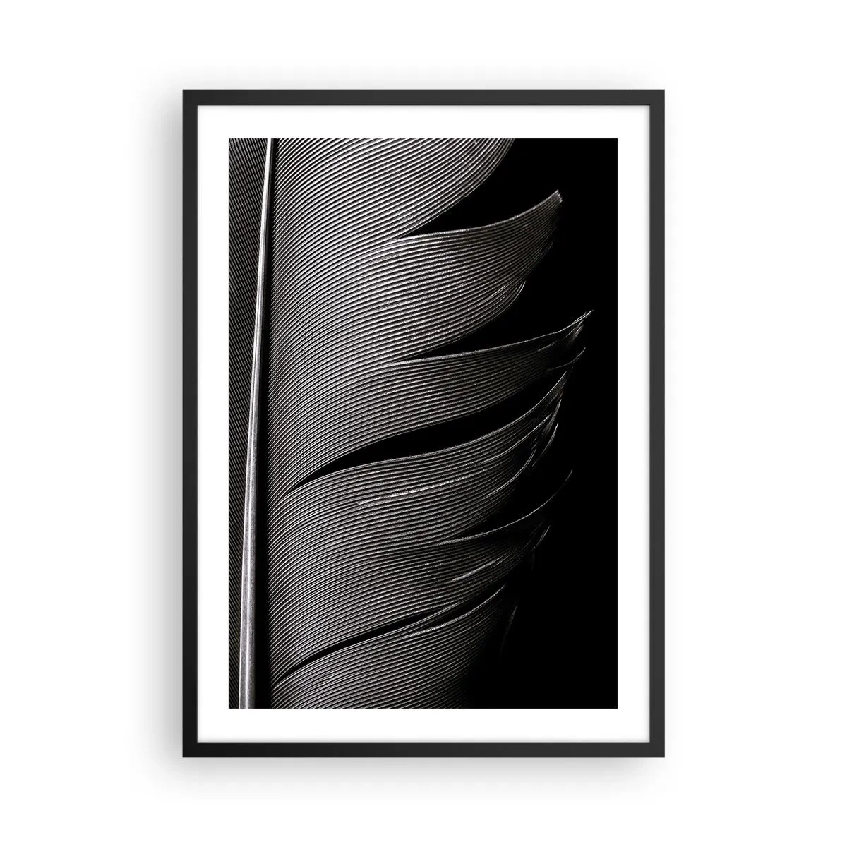 Plakát v černém rámu - Minimalistické pojetí pírka v černé a bílé barvě - 50x70cm - Peří – nádherná konstrukce - Moderní nástěnná dekorace do obývacího pokoje a ložnice ARTTOR