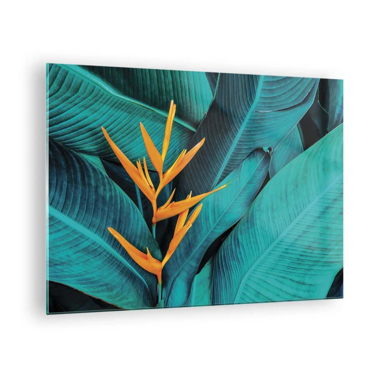 Obraz na skle - Exotická květina na pozadí velkých zelených listů. - 70x50cm - Rajský květ - Moderní nástěnná dekorace do obývacího pokoje a ložnice ARTTOR