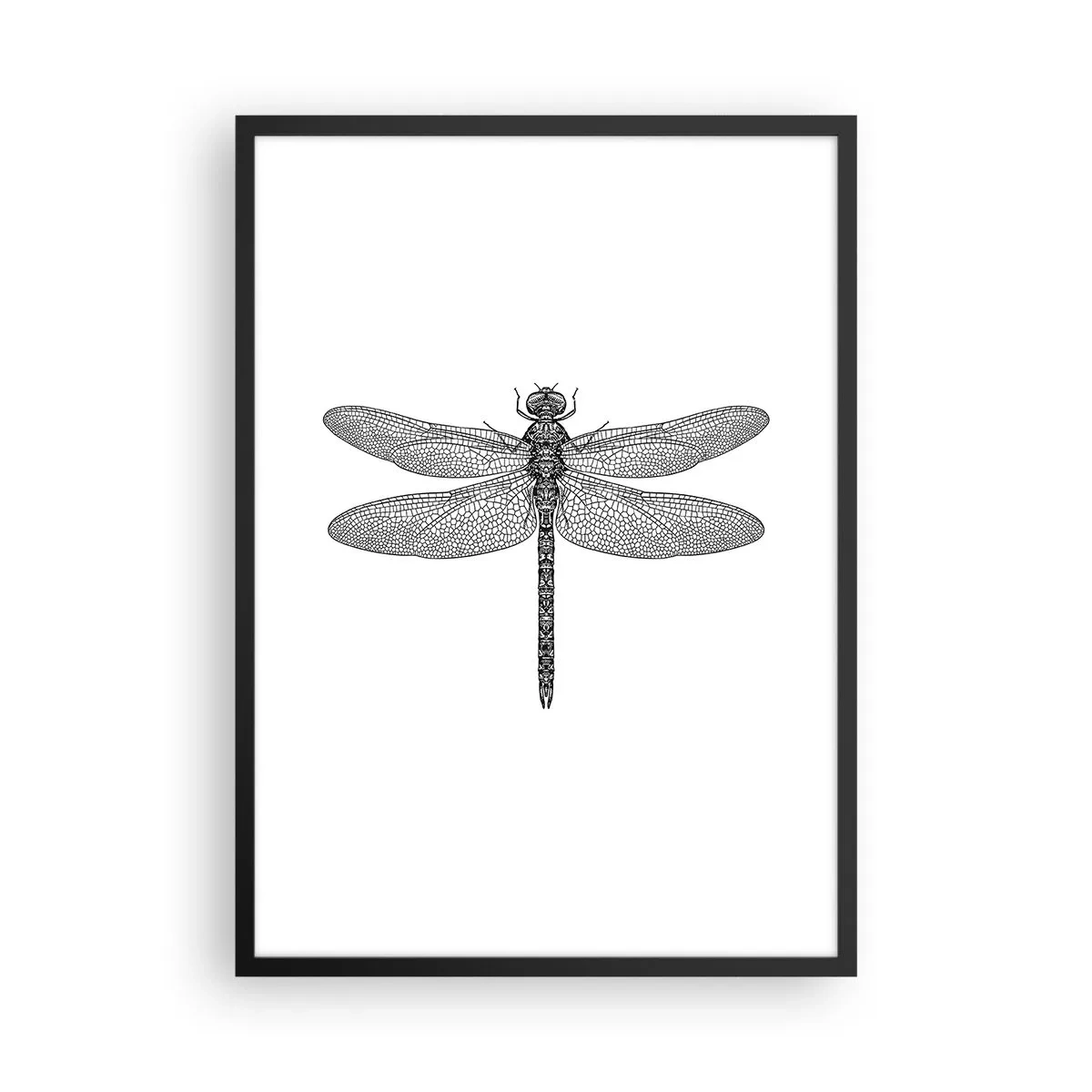 Plakát v černém rámu - Černobílá ilustrace vážky na bílém pozadí - 50x70cm - Přesnost přírody - Moderní nástěnná dekorace do obývacího pokoje a ložnice ARTTOR