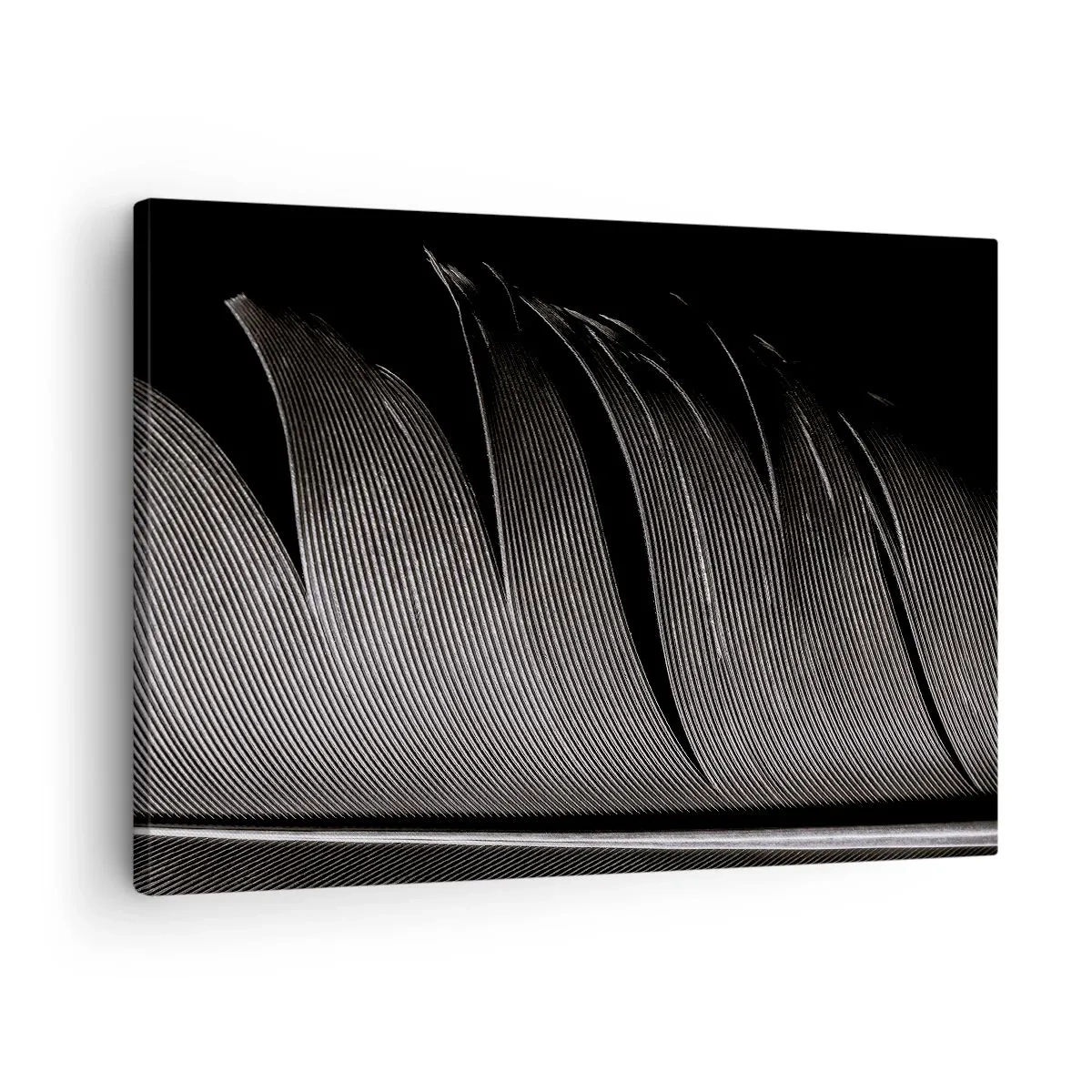 Obraz na plátně - Černobílá textura peří v minimalistickém stylu - 70x50cm - Peří – nádherná konstrukce - Moderní nástěnná dekorace do obývacího pokoje a ložnice ARTTOR