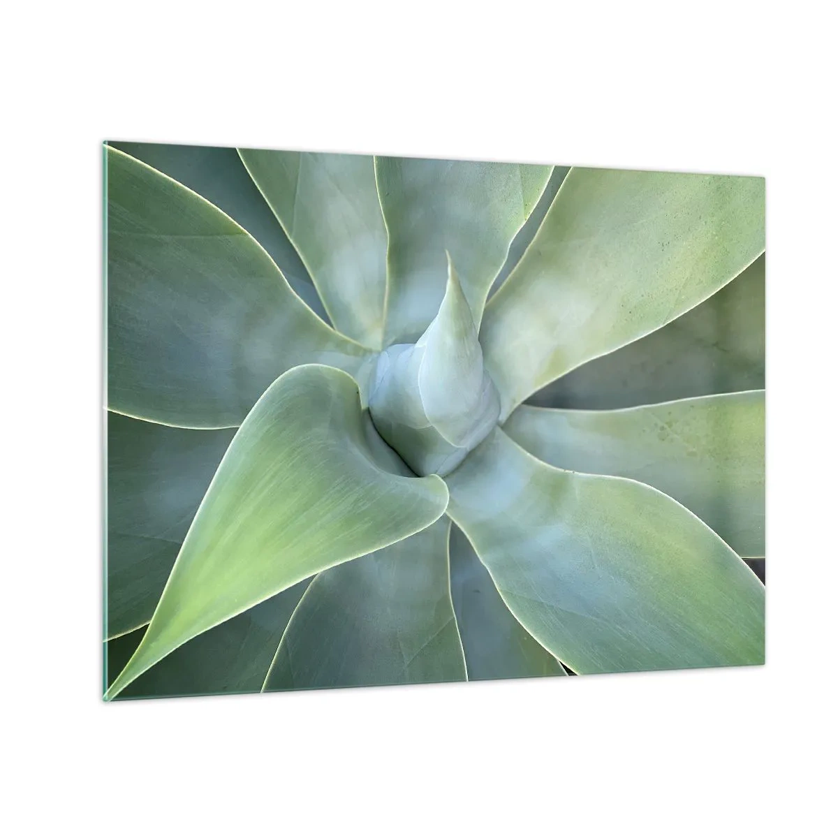 Obraz na skle - Makrofotografie zelené rostliny se spirálovými listy - 70x50cm - Zrození zeleně - Moderní nástěnná dekorace do obývacího pokoje a ložnice ARTTOR
