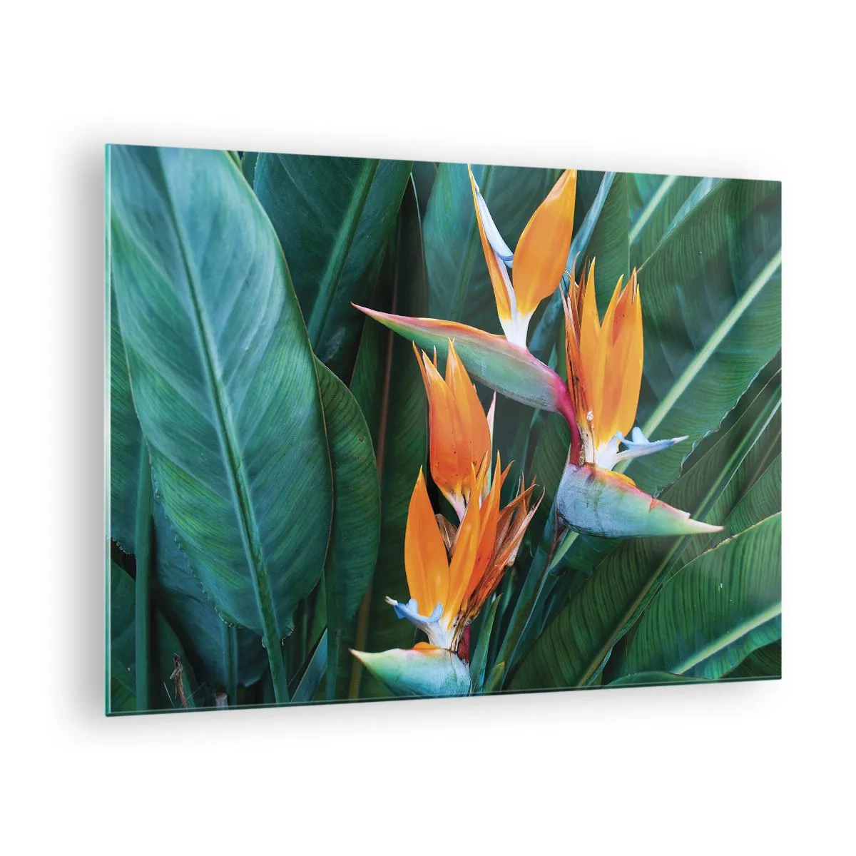 Obraz na skle - Exotické květy strelitzie mezi velkými zelenými listy - 70x50cm - Je to květina, nebo pták? - Moderní nástěnná dekorace do obývacího pokoje a ložnice ARTTOR