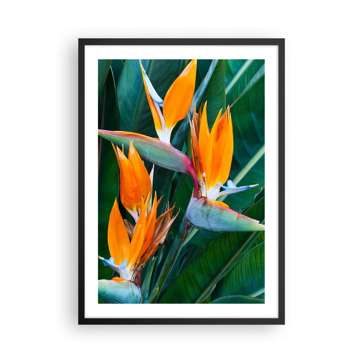 Plakát v černém rámu - Květy Strelitzia obklopené zelenými listy - 50x70cm - Je to květina, nebo pták? - Moderní nástěnná dekorace do obývacího pokoje a ložnice ARTTOR