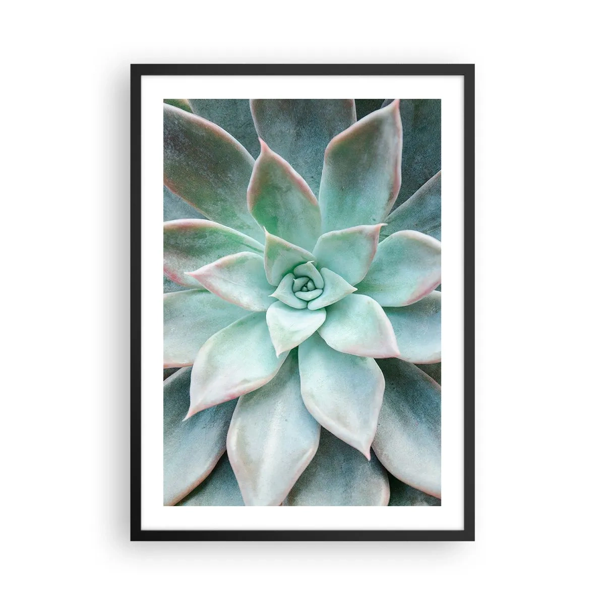 Plakát v černém rámu - Detailní záběr na symetrické listy sukulentu v odstínech zelené. - 50x70cm - Srdce pouště - Moderní nástěnná dekorace do obývacího pokoje a ložnice ARTTOR