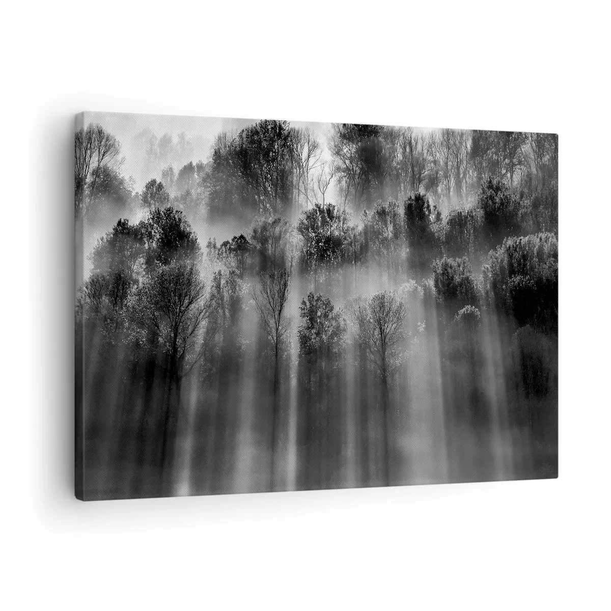 Obraz na plátně - Černobílý les v ranním světle - 70x50cm - V paprscích světla - Moderní nástěnná dekorace do obývacího pokoje a ložnice ARTTOR