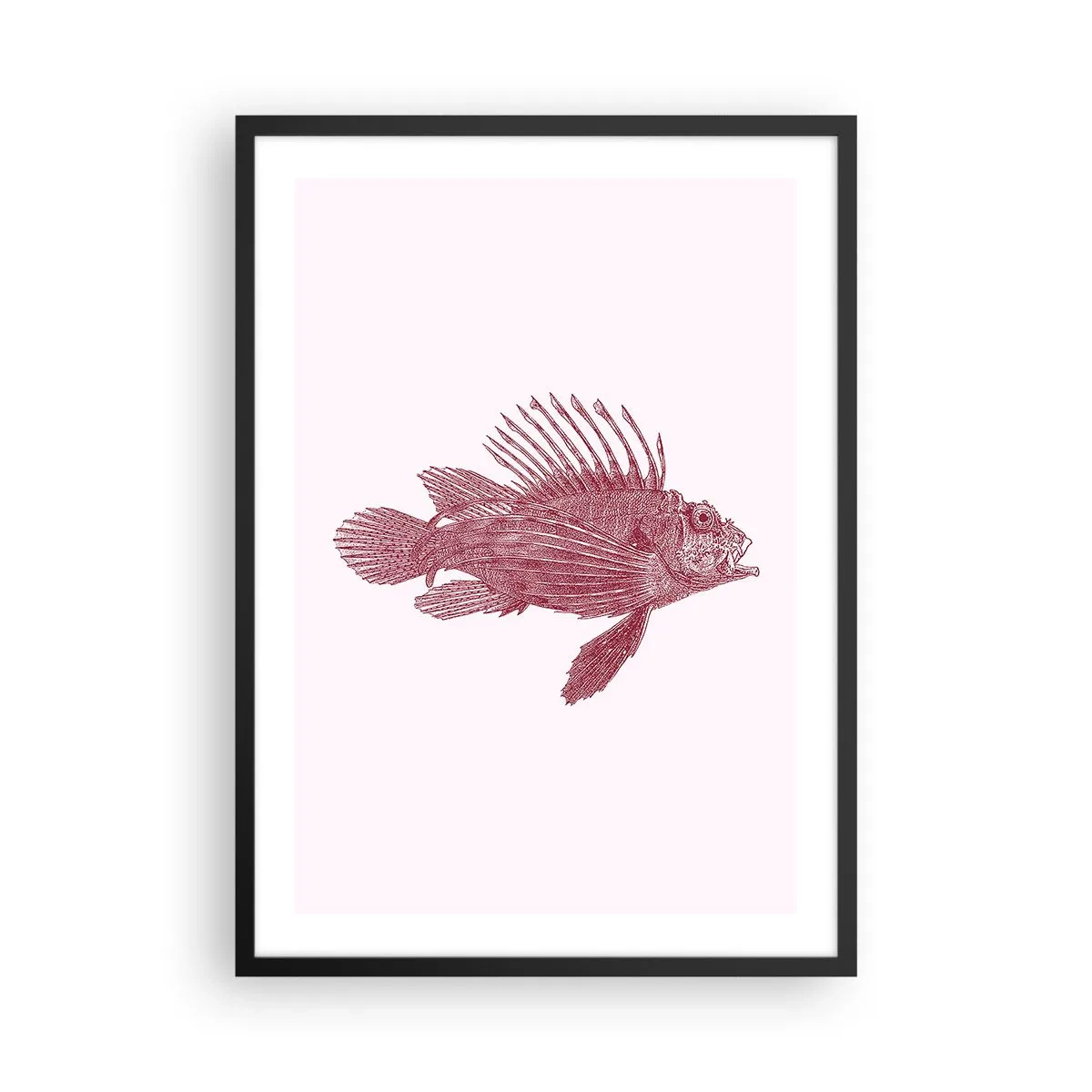Plakát v černém rámu - Kreslení ryb ve vintage stylu na světlém pozadí - 50x70cm - Obyvatelka exotických vod - Moderní nástěnná dekorace do obývacího pokoje a ložnice ARTTOR