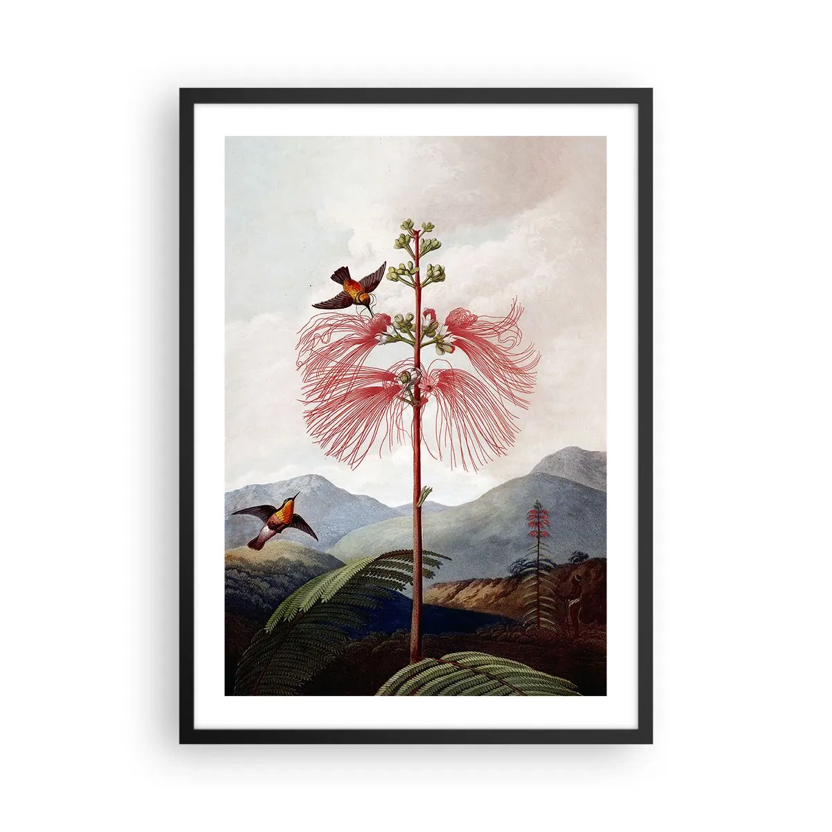 Plakát v černém rámu - Exotická květina s kolibříky mezi horami - 50x70cm - V tropickém ráji - Moderní nástěnná dekorace do obývacího pokoje a ložnice ARTTOR