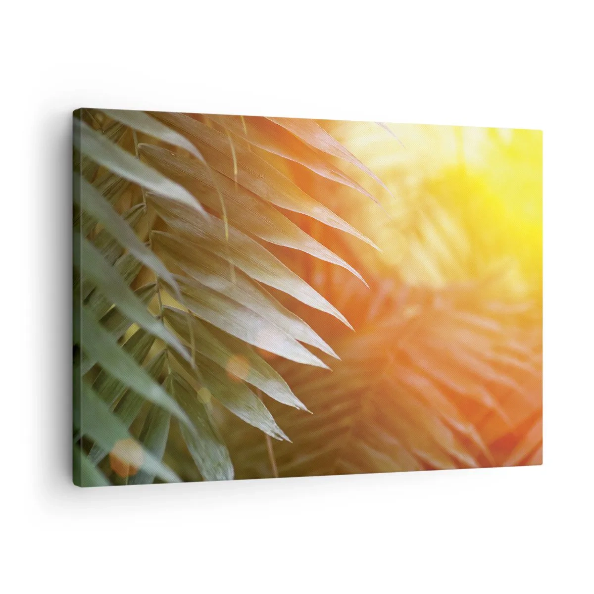 Obraz na plátně - Palmové listy v paprscích západu slunce - 70x50cm - Ráno v džungli - Moderní nástěnná dekorace do obývacího pokoje a ložnice ARTTOR