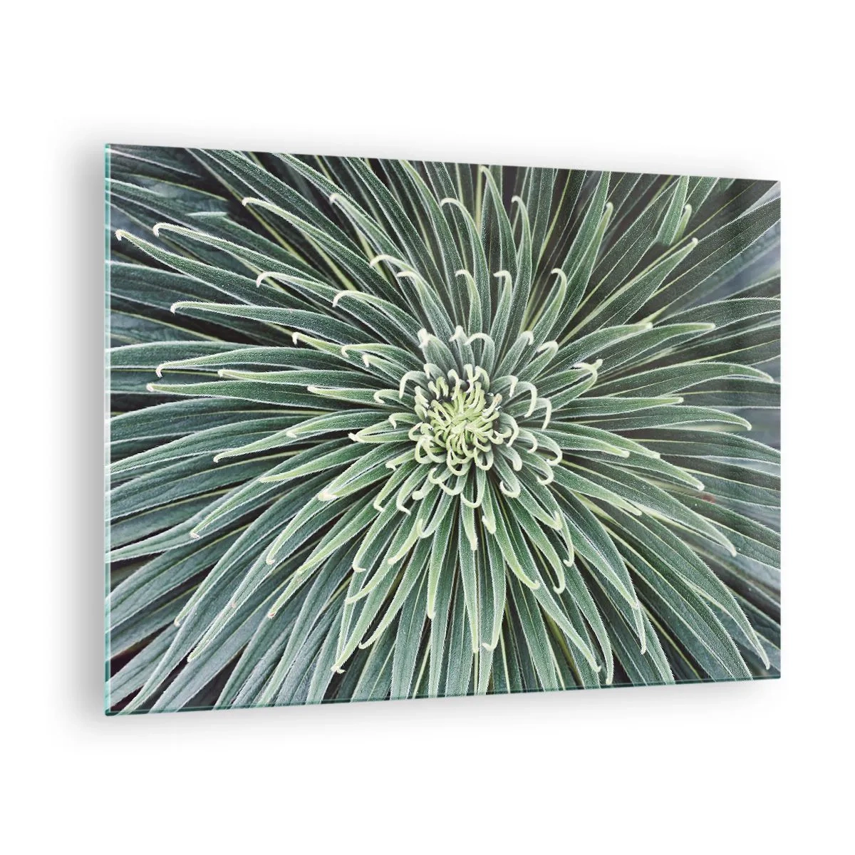 Obraz na skle - Symetrická růžice zelených listů v makrofotografii - 70x50cm - Zrození hvězdy - Moderní nástěnná dekorace do obývacího pokoje a ložnice ARTTOR