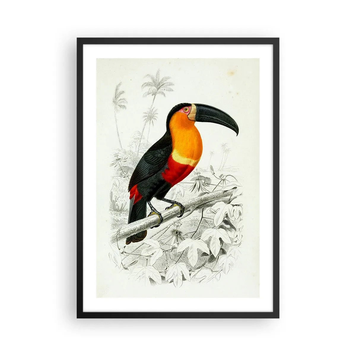 Plakát v černém rámu - Portrét papouška - 50x70cm - Ptačí barvy - Moderní nástěnná dekorace do obývacího pokoje a ložnice ARTTOR