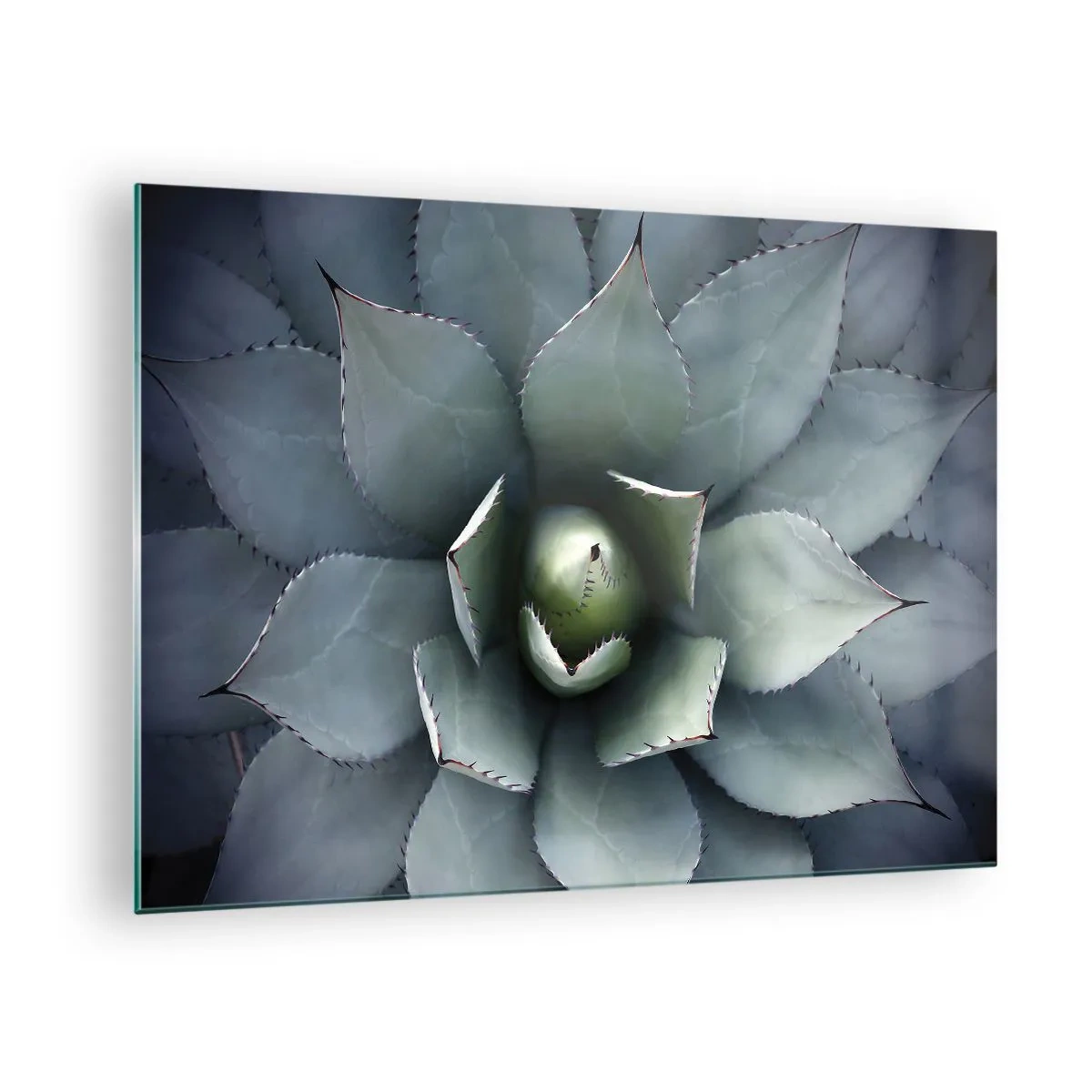 Obraz na skle - Detailní záběr na symetrické, ocelově zbarvené listy agáve. - 70x50cm - Svádí a varuje - Moderní nástěnná dekorace do obývacího pokoje a ložnice ARTTOR
