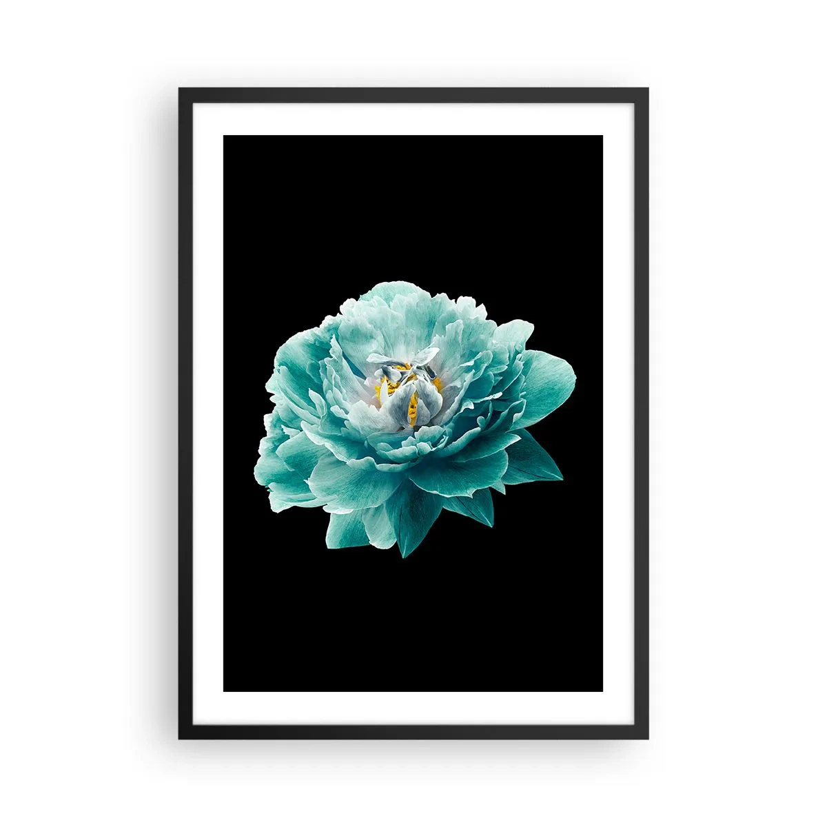Plakát v černém rámu - Tyrkysový květ s včelou na černém pozadí - 50x70cm - Modré a zlaté okvětní lístky - Moderní nástěnná dekorace do obývacího pokoje a ložnice ARTTOR