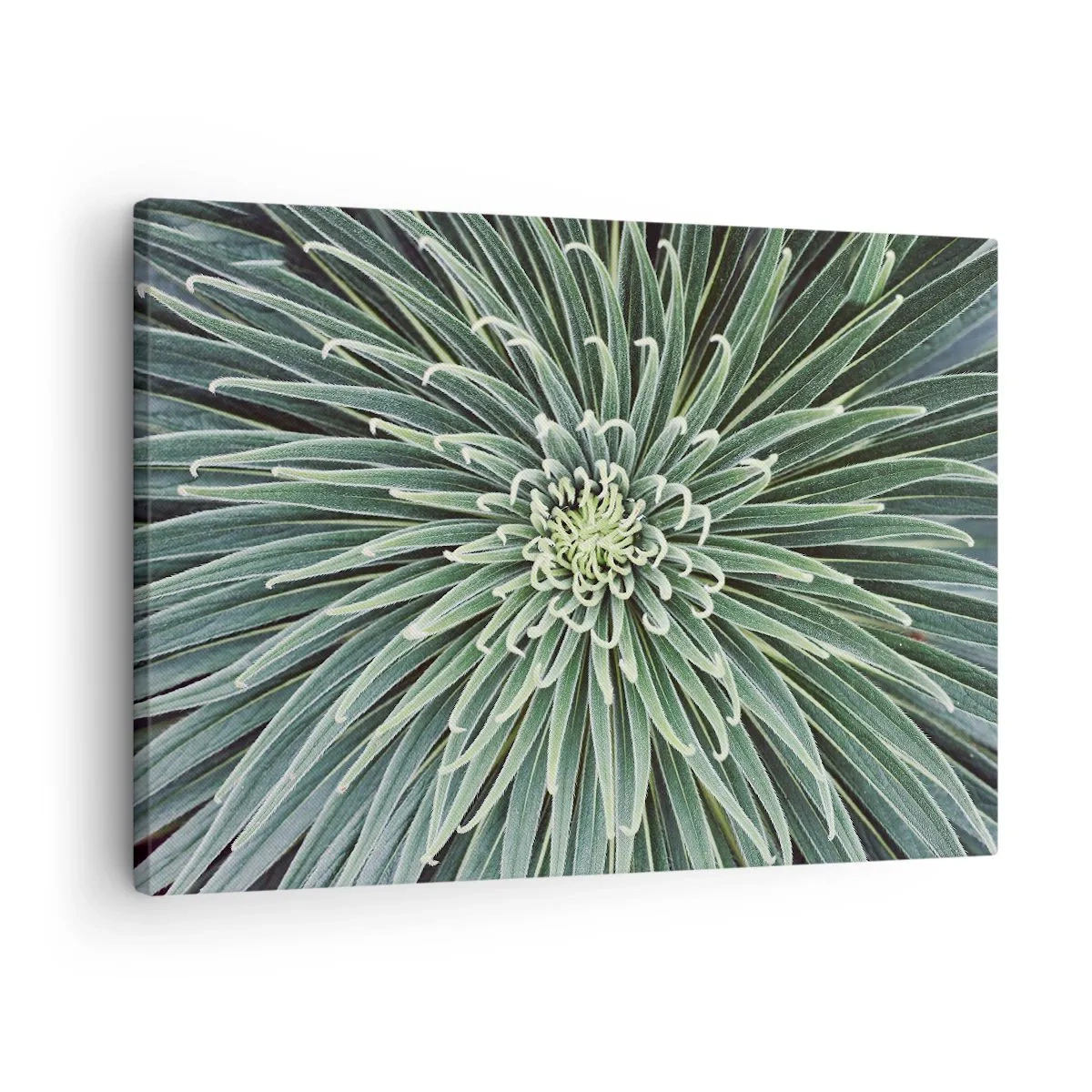 Obraz na plátně - Symetrické uspořádání zelených listů připomínající hvězdu - 70x50cm - Zrození hvězdy - Moderní nástěnná dekorace do obývacího pokoje a ložnice ARTTOR